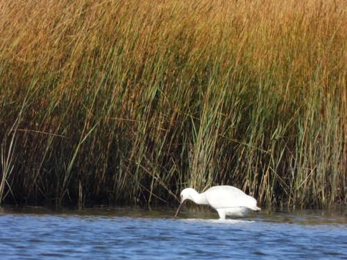 Eurasian Spoonbill