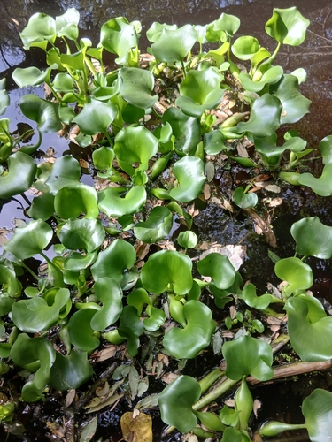 common water hyacinth