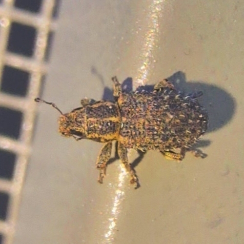 Clover Weevil