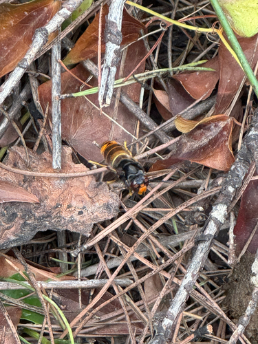 Yellow-legged Hornet