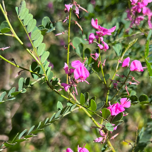 Indigofera australis