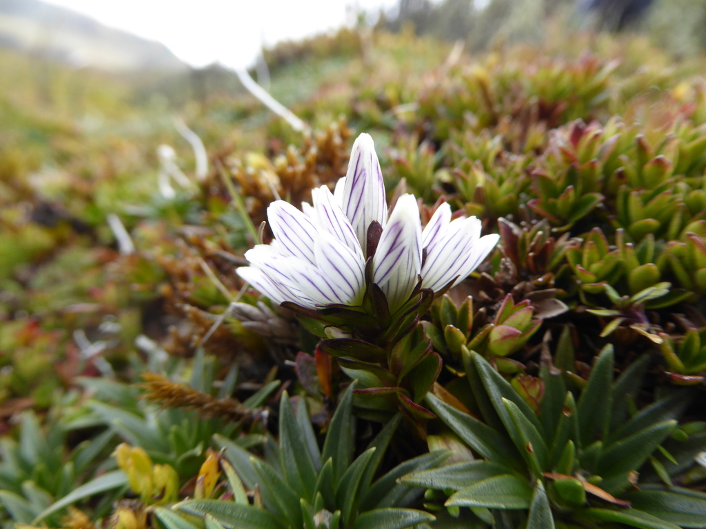 Gentianella nummulariifolia