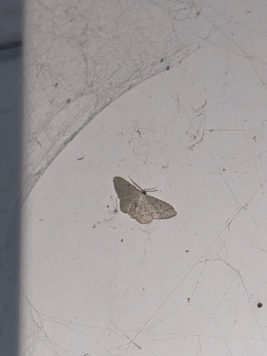 Small Dusty Wave
