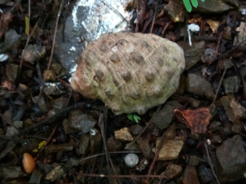 Widemouth Rocksnail