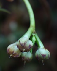 Ipomoea sagittifolia
