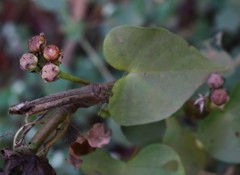 Ipomoea sagittifolia