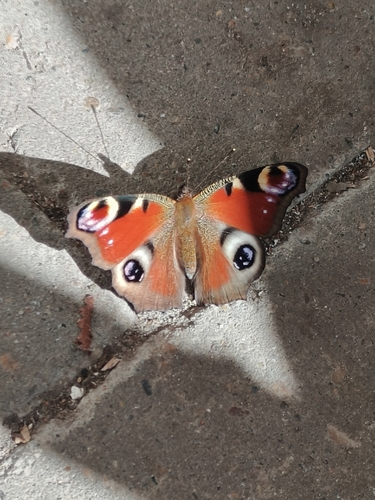 European Peacock Butterfly