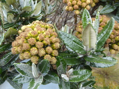 Monticalia andicola