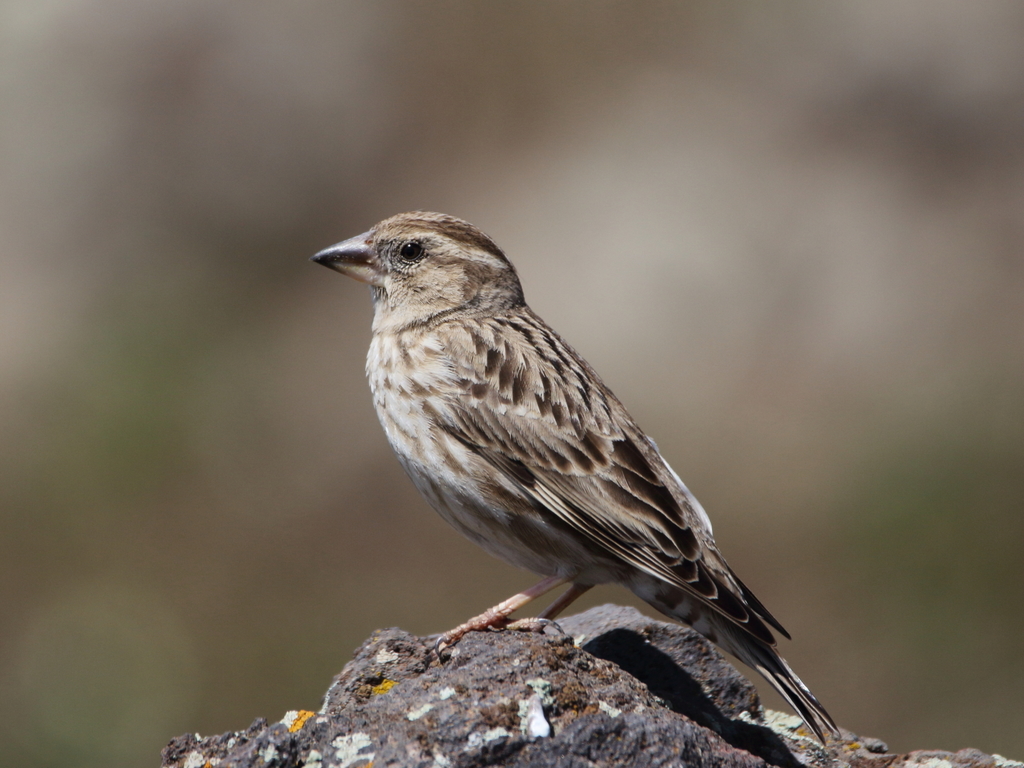 Rock Sparrow photo