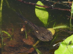 Agile Frog photo 4