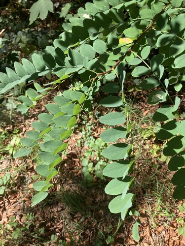 black locust