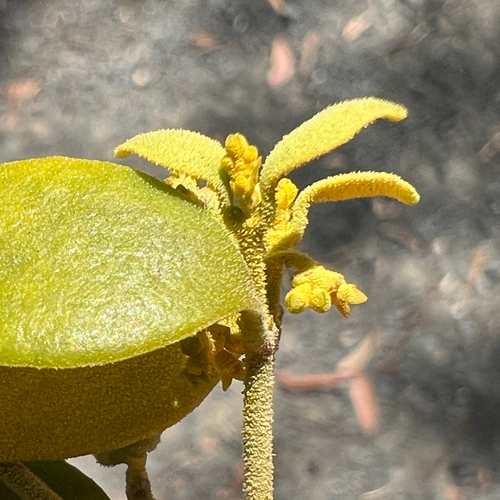Notothixos subaureus