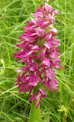 Orchis × bergonii