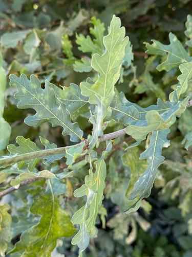 English oak