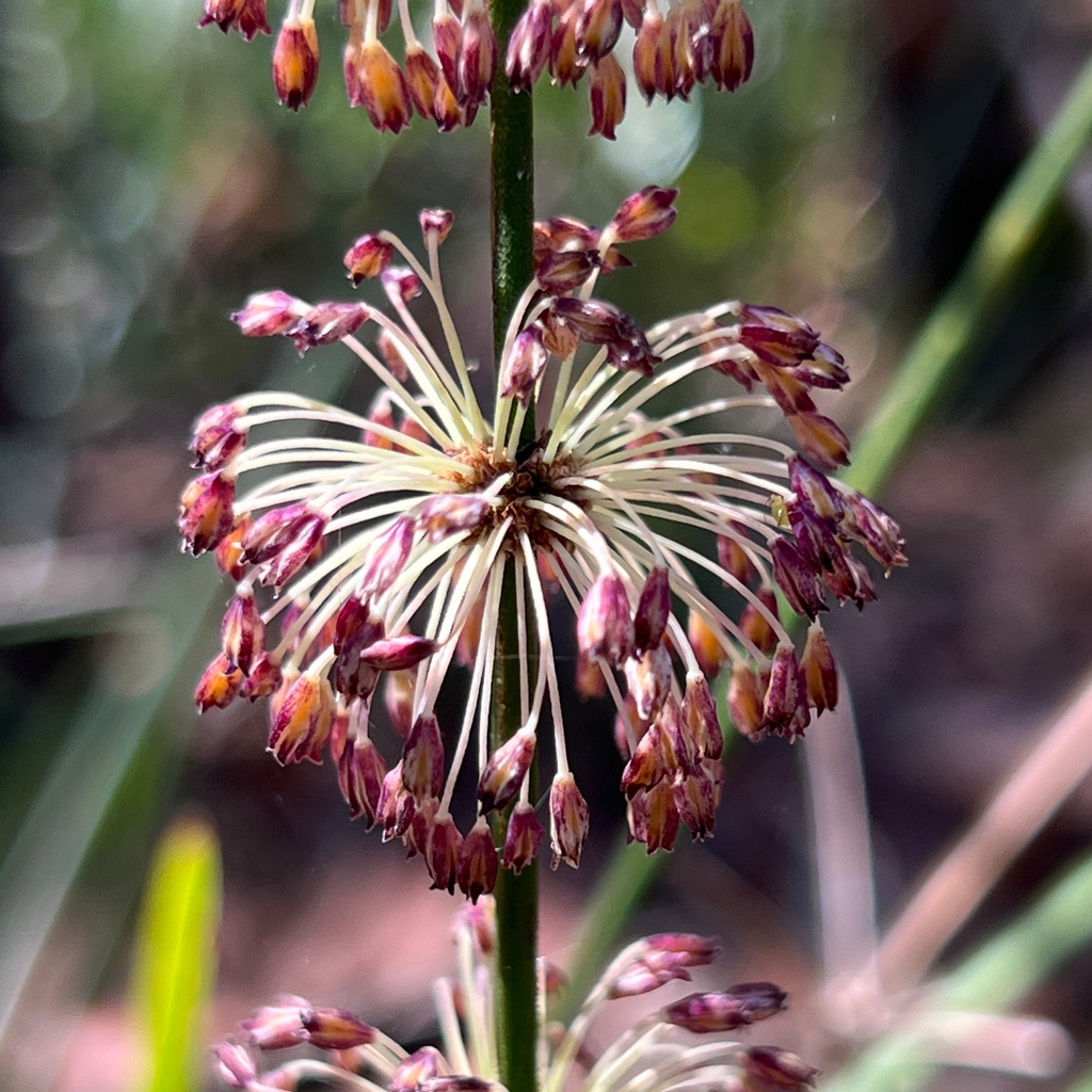 Lomandra multiflora; photograph (c) James K. Douch, some rights reserved (CC BY-SA)