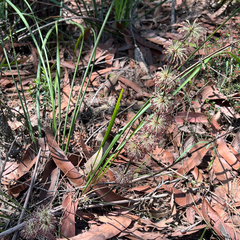 (c) James K. Douch, some rights reserved (CC BY-SA) Lomandra multiflora, photograph (c) James K. Douch, some rights reserved (CC BY-SA)
