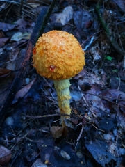 Saproamanita manicata