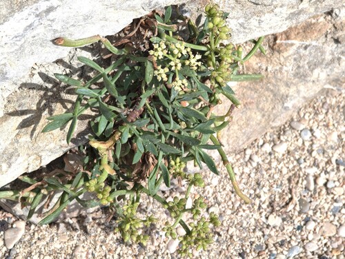 rock samphire
