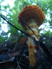 Saproamanita manicata