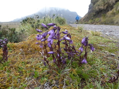 Gentianella rapunculoides
