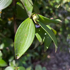 Trochocarpa laurina