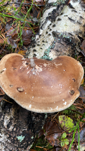 birch polypore