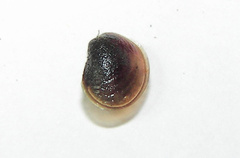 Cyzicus