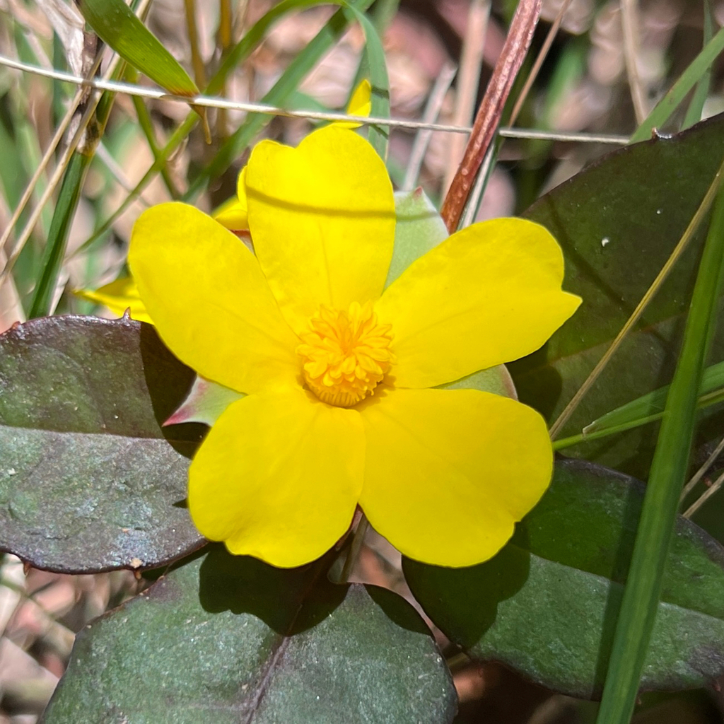 Hibbertia dentata; photograph (c) James K. Douch, some rights reserved (CC BY-SA)