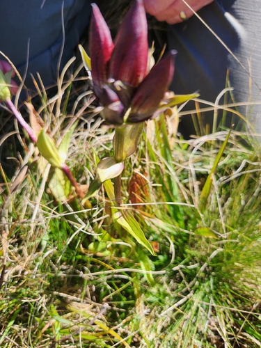 Purple Gentian