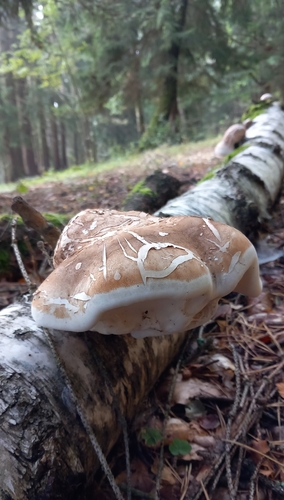 birch polypore