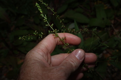 (c) Greg Tasney, some rights reserved (CC BY-SA) Rumex brownii, photograph (c) Greg Tasney, some rights reserved (CC BY-SA)