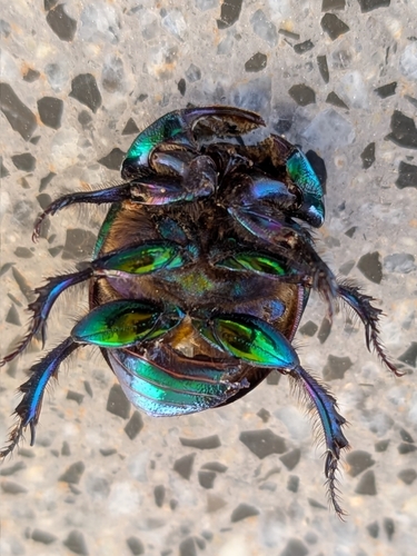 Violet Dor Beetle
