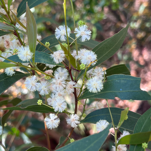 Acacia binervata, 2026-09-26