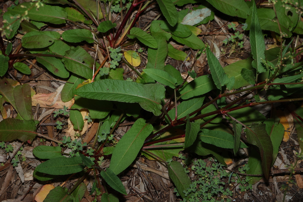 Rumex brownii; photograph (c) Greg Tasney, some rights reserved (CC BY-SA)