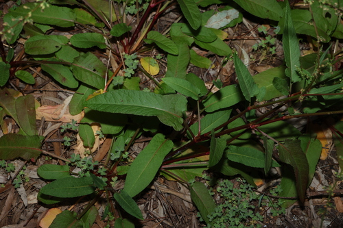 Rumex brownii