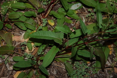 Rumex brownii
