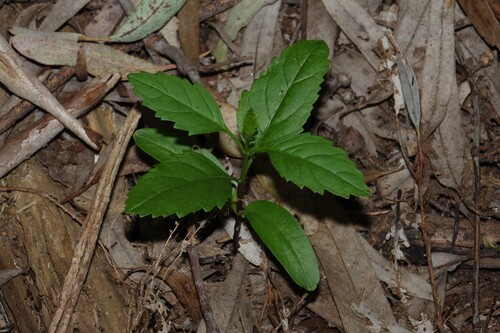 Fraxinus angustifolia