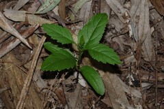 Fraxinus angustifolia