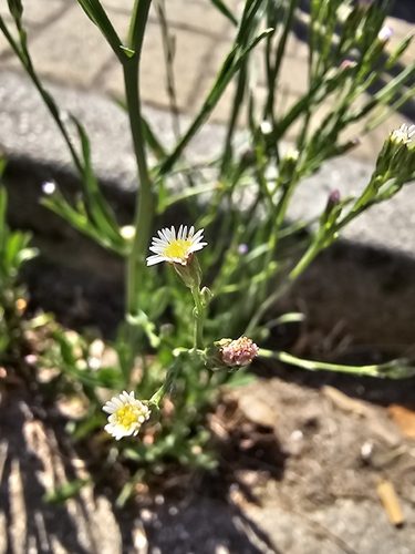 Symphyotrichum squamatum, photograph 5