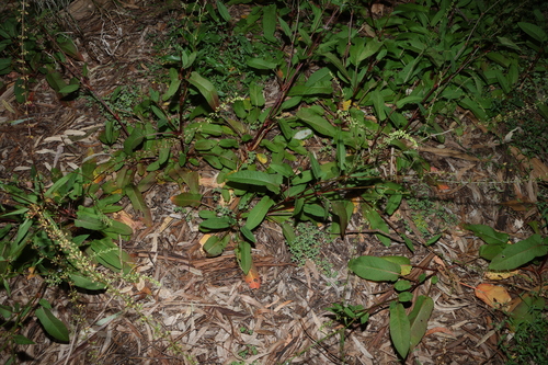 Rumex brownii, photograph 1