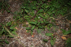 (c) Greg Tasney, some rights reserved (CC BY-SA) Rumex brownii, photograph (c) Greg Tasney, some rights reserved (CC BY-SA)