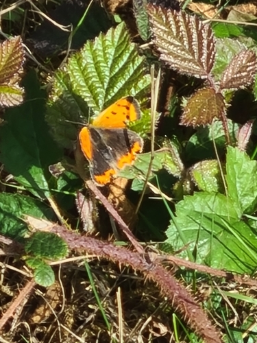 Small Copper
