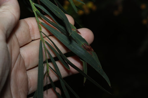 Acacia provincialis, photograph 1