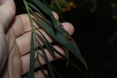 Acacia provincialis, photograph (c) Greg Tasney, some rights reserved (CC BY-SA)