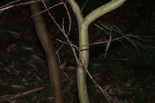 Acacia provincialis