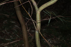 Acacia provincialis