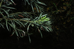 Acacia provincialis, photograph (c) Greg Tasney, some rights reserved (CC BY-SA)