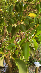 Griselinia littoralis