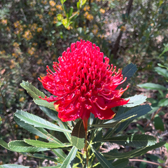 Telopea speciosissima