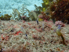 Clavelina meridionalis
